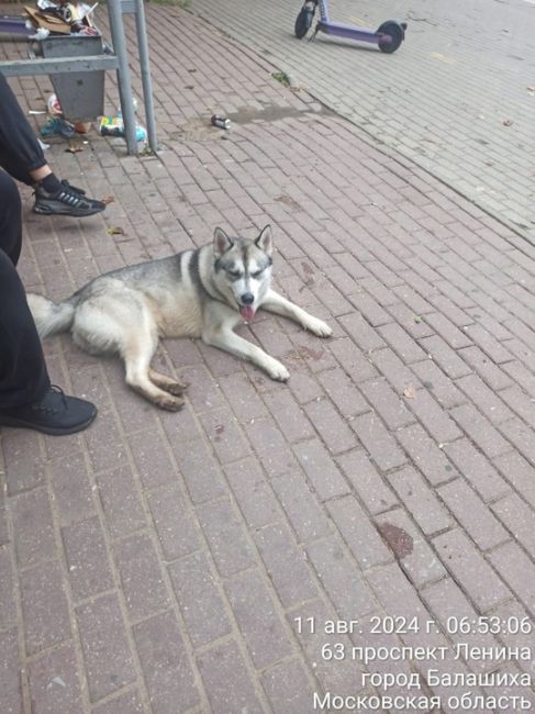 Доброго утра,чей Бабар? Кто потерял?Собакен приехал один на..