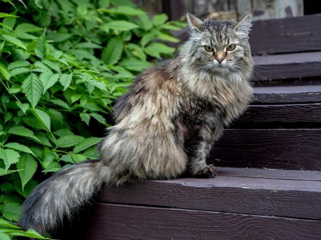 Кошки-экскурсоводы служат в одном из музеев Подольска 

Более 15..