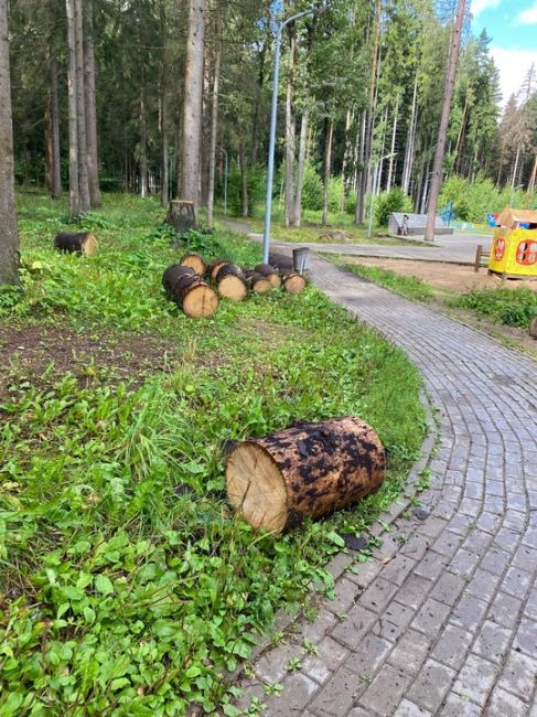 Лесопарк Изумрудные холмы, близи Деревяной поляны и детской..