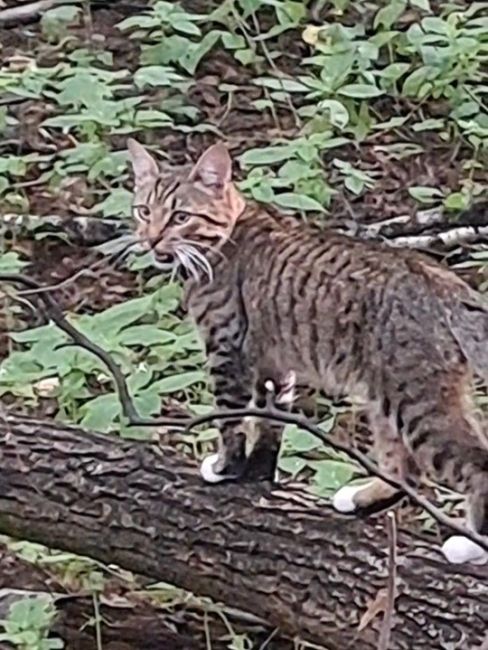 Чей кот?🐾
Замечен в лесу, от парка Пехорка на противоположной..