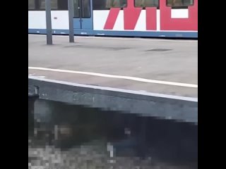 🚉 На станции «Сходня» подростки играют в опасные..