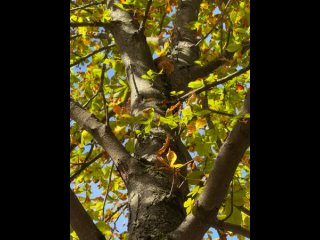 ВСТРЕТИЛИ БЕЛОЧКУ 🐿
В нашем прекрасном парке..