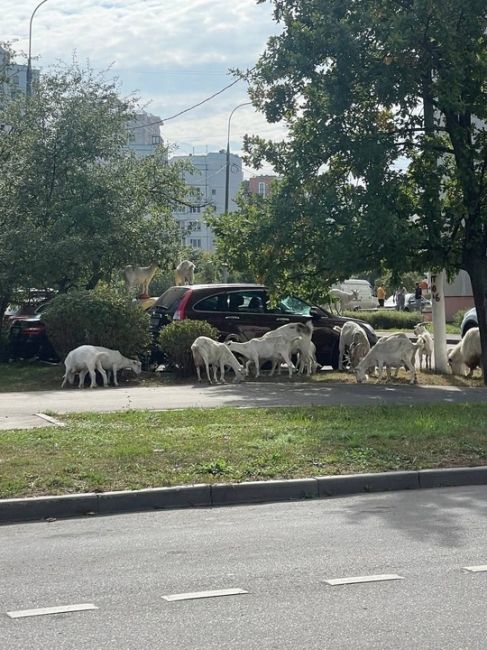 В Бутово коз как будто стало еще..