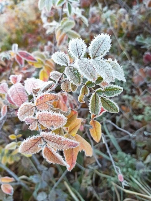 🍁🍂 Первые ночные заморозки ожидаются в выходные

В выходные..