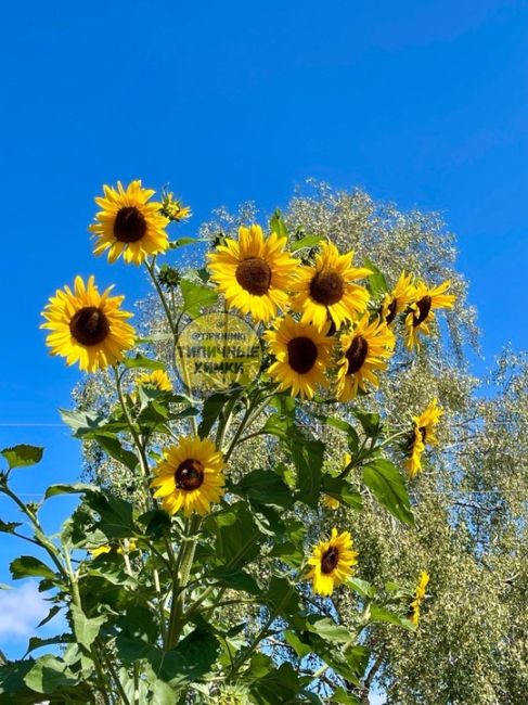 Заросли подсолнухов в Старбеево 🌻

Более 2 метров в высоту и на..