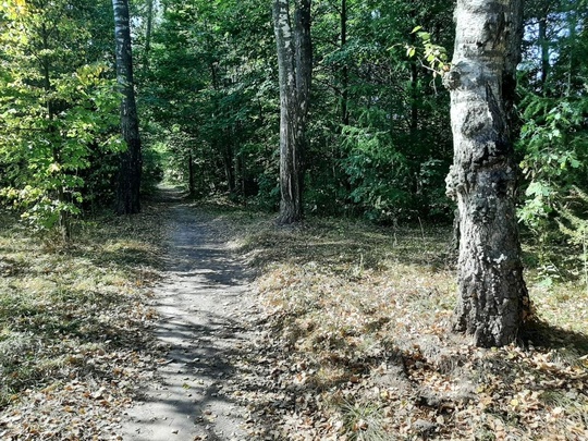 🌳🌲 В пятницу, 13 сентября, на территории Карасевского..