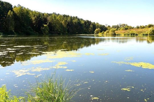 По факту обнаружения гибели рыбы в реке Сосновка в мкр. Климовск..