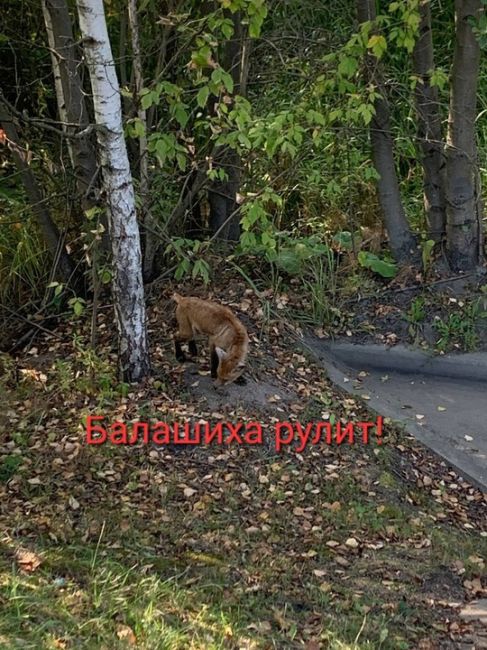 БЕДНЫЙ ЛИСЁНОК 🥺
Дарья Котлярова:
На Леоновском шоссе замечен..