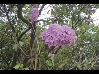 🌸 Ненормально высокая температура в Подмосковье вызвала..