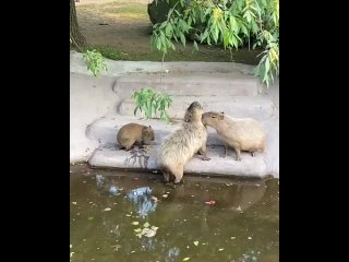 Самое милое на сегодня: любовь капибар в Московском зоопарке 

Отличный момент,..