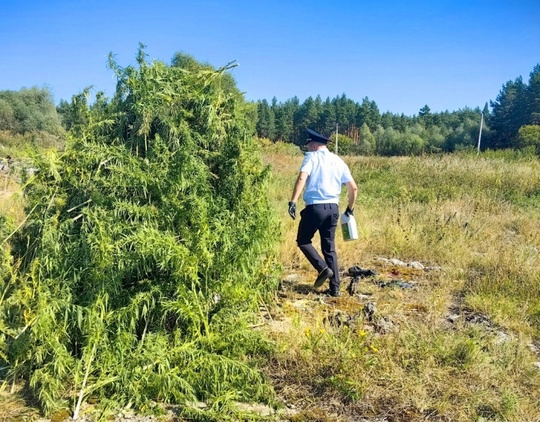 ⚡⚡⚡ Полтонны конопли уничтожили в Луховицах 
 
🌱 Сотрудникам..