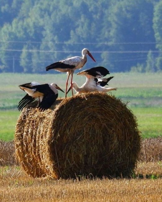 🍁Осеннего позитива в ленту 😊)..