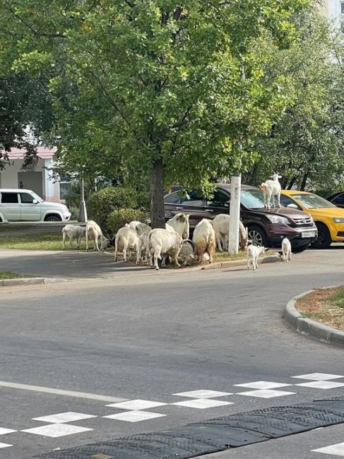 В Бутово коз как будто стало еще..