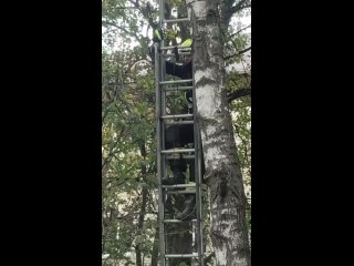 В Троицке в Новой Москве спасли котёнка, который забрался на дерево. Там малыш..