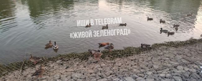 🦆В пруду возле дома культуры находится утка с кольцом на шее...