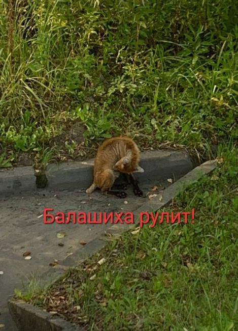 БЕДНЫЙ ЛИСЁНОК 🥺
Дарья Котлярова:
На Леоновском шоссе замечен..