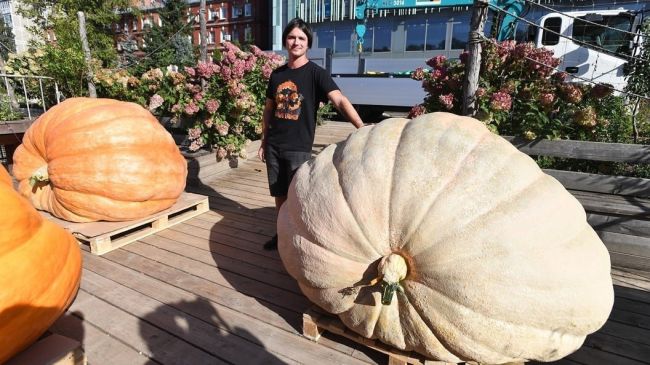 В Подмосковье дачники собирают огромный урожай🏆️

🎃Тыкву..