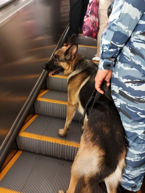 Сегодня метро точно может работать спокойно, ведь Шарик на страже🫡
Парк..