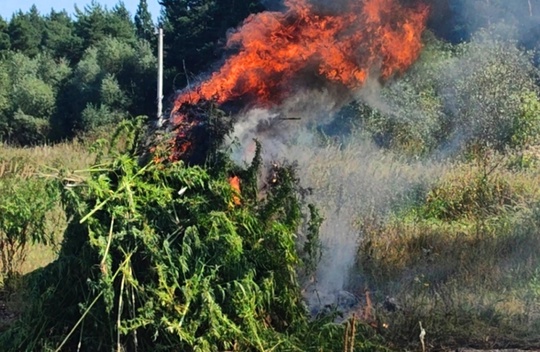 ⚡⚡⚡ Полтонны конопли уничтожили в Луховицах 
 
🌱 Сотрудникам..