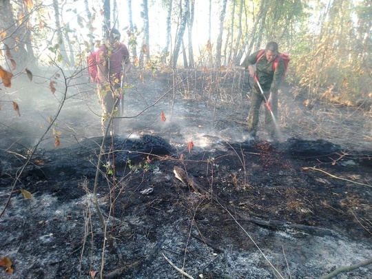 🔥🌲 Лесной пожар ликвидировали в Луховицах
 
📍18 сентября в..