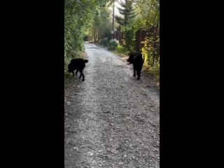 В Климовске на Гривно алабаи разгуливают одни, сами по себе рядом..