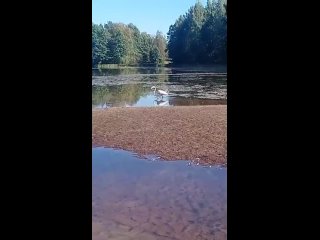 🦩В городе Тверь, в Куженкино, на берегу реки Шлинке, наш дорогой..