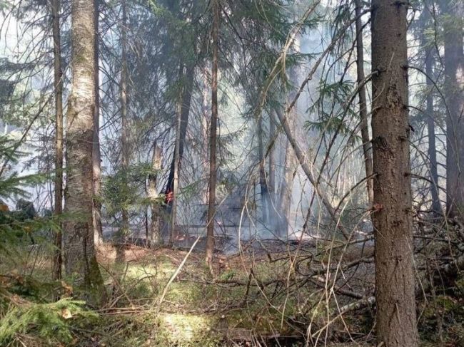 Пожарные 7 часов боролись с лесным пожаром в Подмосковье

В..