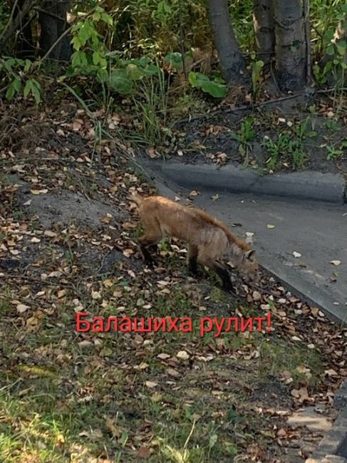 БЕДНЫЙ ЛИСЁНОК 🥺
Дарья Котлярова:
На Леоновском шоссе замечен..