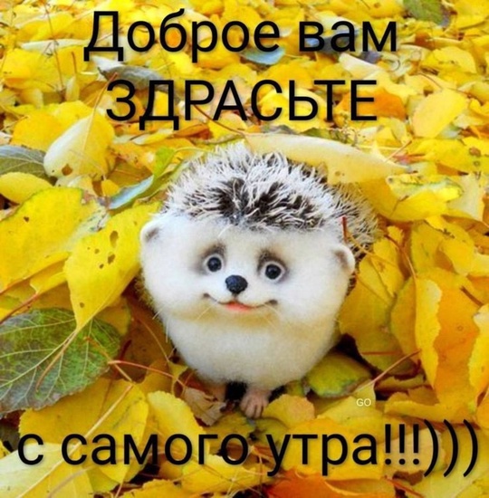 Доброе утро, Долгопрудный! 🍁
Сегодня:
+18+20 небольшие дожди.  🌧

🍂..