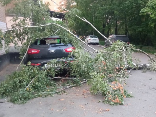 На Вокзальной 35 гнилая береза рухнула на..