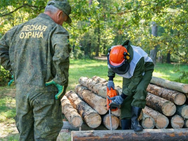 Практически сто школьных лесничих встретились на слете в..