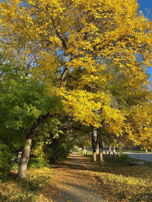 Золотая осень 🍁🍁🍁

Автор: Наталья..