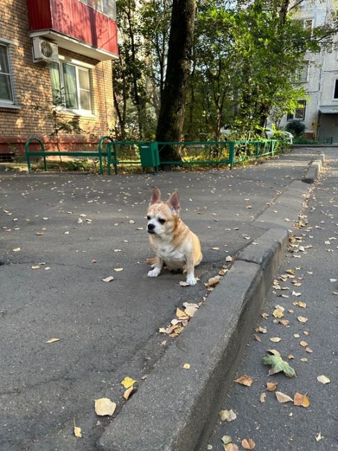 Здравствуйте друзья 
Второй день вижу этого пёселя
Район..