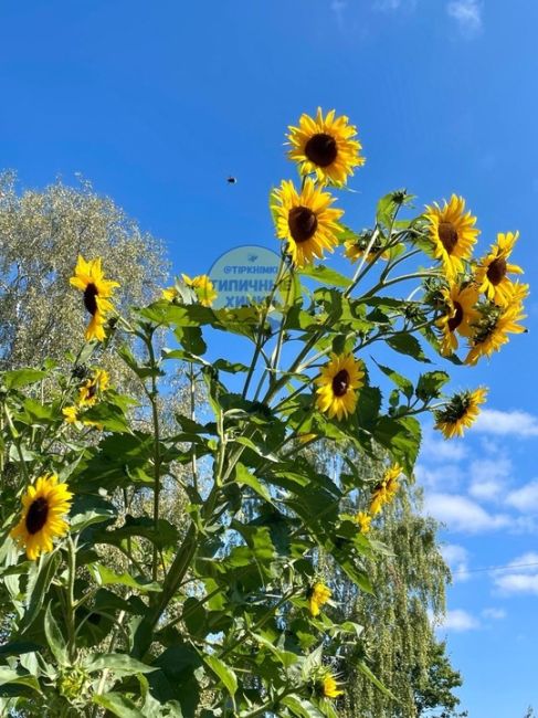 Заросли подсолнухов в Старбеево 🌻

Более 2 метров в высоту и на..