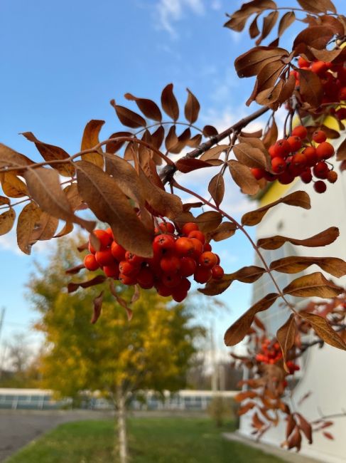 Золотая осень 🍁🍁🍁

Автор: Наталья..