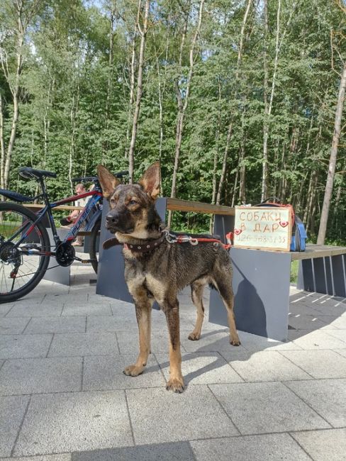 Электросталь и соседние города, две домашние собаки в дар:
-..