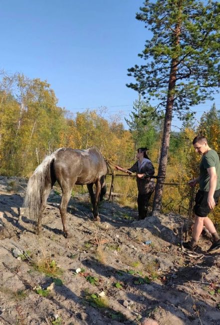 Добрый дайджест 

❤️В Липецке спасли пса, упавшего в траншею
Вызволять пса..