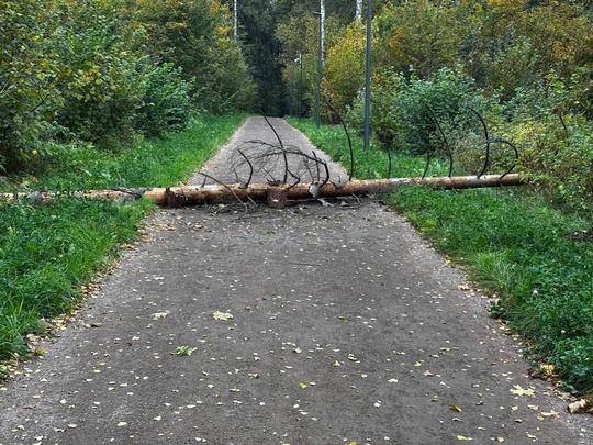 ⛈️Дожди и сильный ветер ожидаются в Москве и Подмосковье на выходных. До вечера..