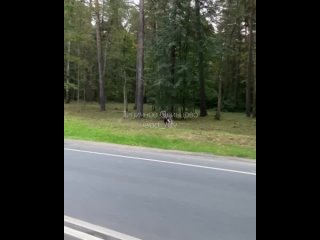 На Рублево-Успенском шоссе в районе Ромашковского леса замечен..