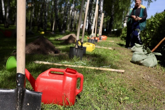 Жителей Королёва приглашают присоединиться к акции «День в лесу...