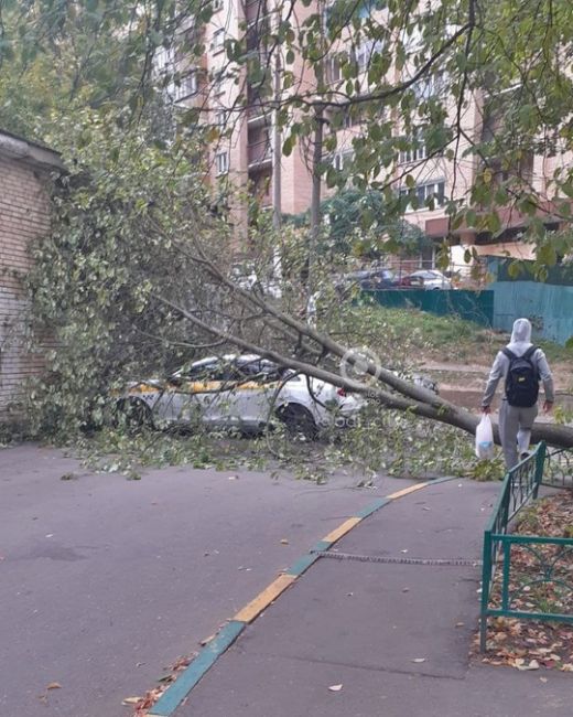 Порывы ветра сегодня приличные: на улице Маковского дерево упало..