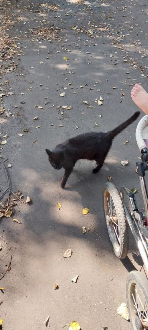 Помогите найти кошечку!
Кошка брошенная, мы подобрали её в дачах,..