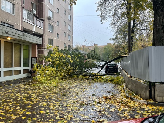 А настоящий деревопад случился ночью..