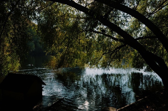 Воронцовский парк в осенних красках.

📸..