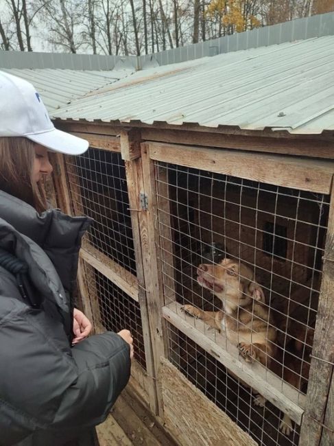 ⚡⚡⚡ Приют для животных может появиться в городском округе..