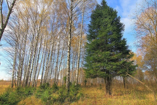 Доброе утро, Королев!
📍Лосиный остров
📸 Михаил..