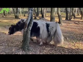 В Лосиный остров приехали яки

Пополнение поступило из..