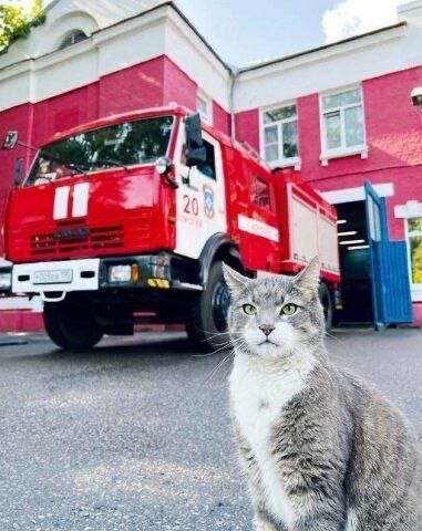 Кот Багор из Королева на службе МЧС

В специальной..