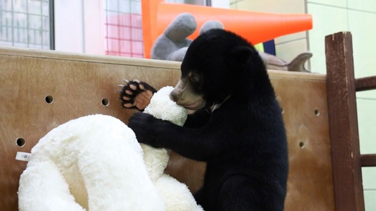 🐻В Московский зоопарк привезли малайского медвежонка

Это самый редкий и самый..