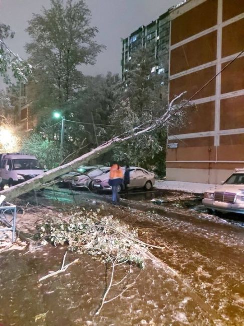 В Одинцово из-за снега дерево упало и повисло на..